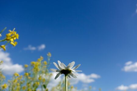 Chamomiles against the blue sky, view from belowの写真素材