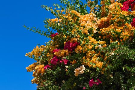 Beautiful red and pink flowers on the bushes, street bushes in Oludeniz, Turkeyの写真素材