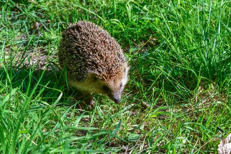 Wild hedgehog in a field in the grass. Animals in the wildの写真素材