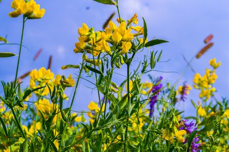 Beautiful bright yellow wildflower in the natural environment. Russiaの写真素材