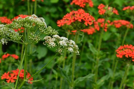 Red wild flower close-up. Wildflowers in the natural environment.の写真素材