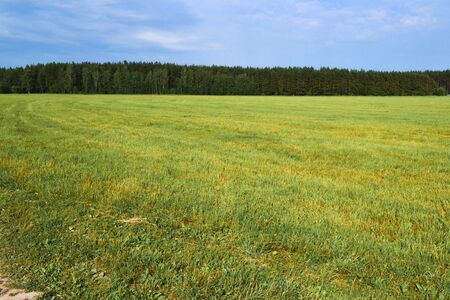 Beautiful countryside landscape. Field of green grass and blue sky.