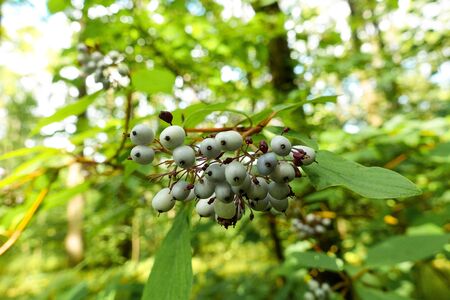 Wild berries on a tree. Collecting gifts of nature in the forestの写真素材