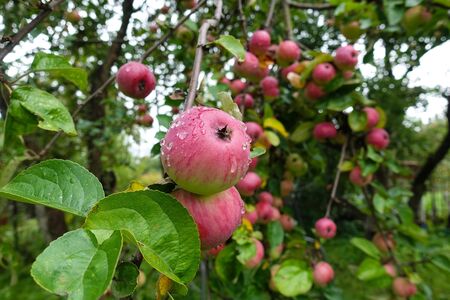 Red delicious apple with water drops. Shiny delicious apples hanging from a tree branch in an apple...