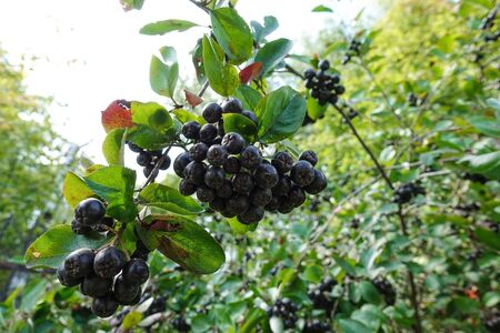 Black ashberry/ Black rowan /Black chokeberry (Aronia melanocarpa) - branches of the tree in the gardenの写真素材
