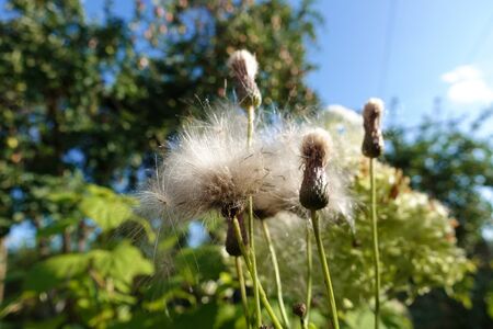 Fluffy, white prickly race against a blue skyの写真素材