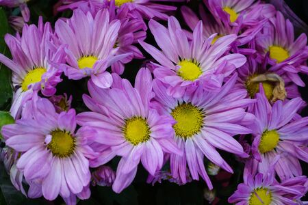Beautiful spring background of purple flowers. Beauty and holidayの写真素材