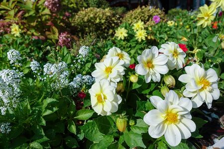 Flower bed with colorful flowers. Beautiful backgroundの写真素材