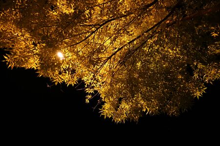 Tree with yellow leaves in the light of lanterns. Against the background of the night black sky.の写真素材