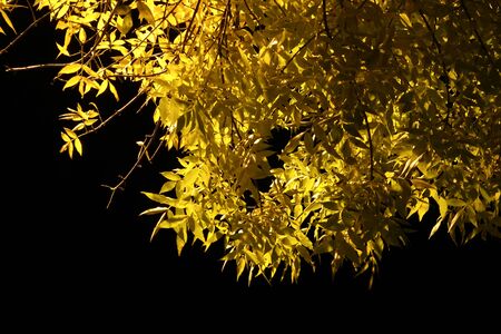Tree with yellow leaves in the light of lanterns. Against the background of the night black sky.の写真素材