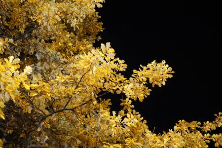 Autumn oak in the night forest. Against the background of the night black skyの写真素材