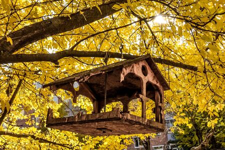 Old home-made bird feeder on a tree branch in autumn park. Autumn trees and leaves.の写真素材
