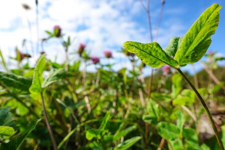 Clover close-up on a background of blue sky. Wildflowers Wildlife.