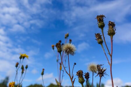 Blue sky and dry grass. Blue sky on the horizon.の写真素材