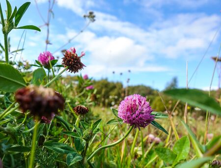 Clover flowers on the field against the blue sky. Wildflowersの写真素材