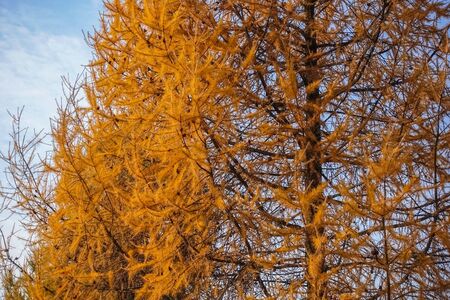 Dry coniferous branches opposite the sky. Ecological disaster. Drought.の写真素材