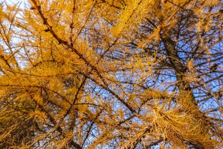 Dry coniferous branches opposite the sky. Ecological disaster. Drought.の写真素材