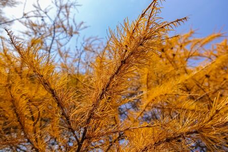 Dry coniferous branches opposite the sky. Ecological disaster. Drought.の写真素材