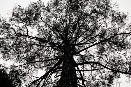 Black silhouette of a trunk and branches of a tall tree on a white backgroundの写真素材