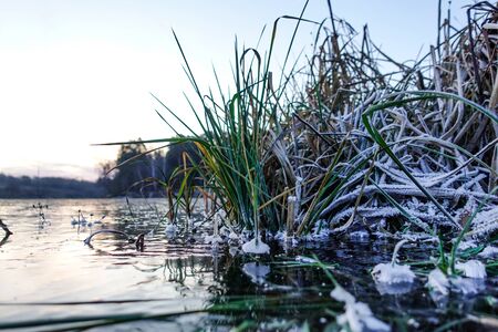 Winter landscape. The frozen lake is covered with new clean ice. Plants frozen in water.の写真素材