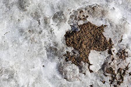 Spring concept. Snow is melting. Earth and dry grass are visible between the snow.の写真素材
