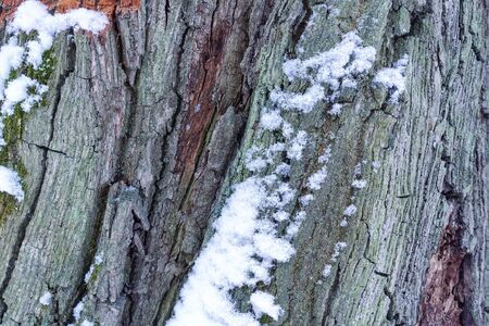 Relief texture of the brown bark of a tree with green moss on it. Texture of the bark of an old poplar with moss and snow.の写真素材