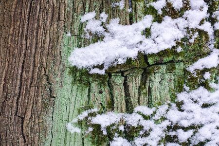 Relief texture of the brown bark of a tree with green moss on it. Texture of the bark of an old poplar with moss and snow.の写真素材