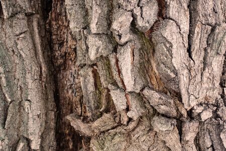 Tree bark texture full frame in nature. Warm brown background