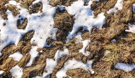 The snow is almost gone. Through the thaw of snow dry grass is visible. Early springの写真素材