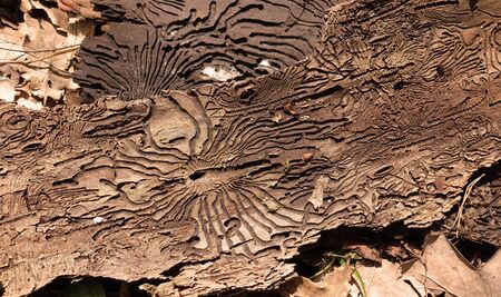 Traces of the pest on the bark of a tree in the form of Nazca lines. Abstract background