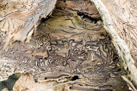 Traces of the pest on the bark of a tree in the form of Nazca lines. Abstract background