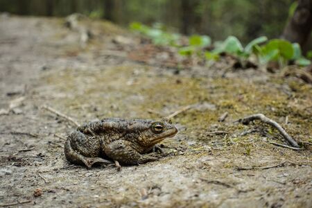 Big green toad in the forest. reptilesの写真素材