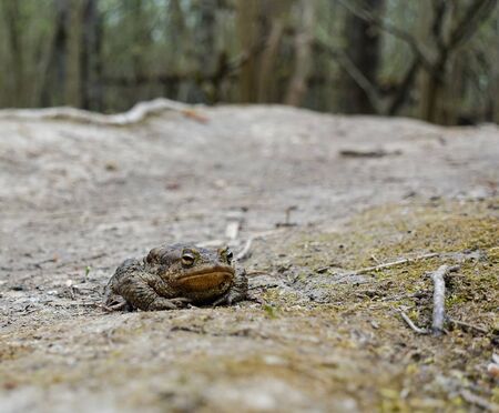 Big green toad in the forest. reptiles