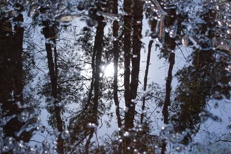 A reflection of green trees in a puddle, water surface, forest and woods, on the ground, mirror reflection - puddleの写真素材