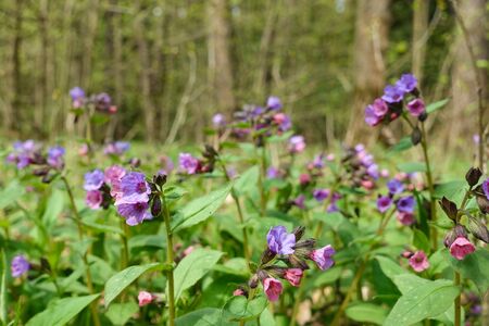 Violet flowers in the forest. Wild flowers in natureの写真素材