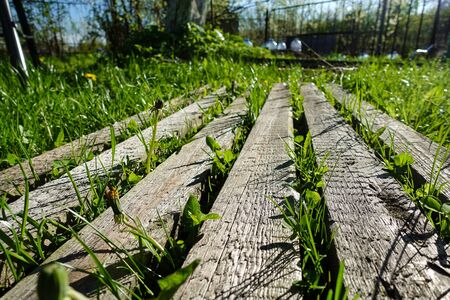 Background image. Parallel wooden boards. Grass grows between them. Top viewの写真素材