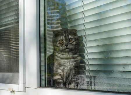 Scottish fold cat outside the window. Looking outside