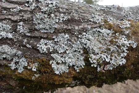 Nice tree bark with moss and lichen textureの写真素材