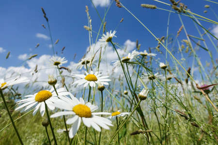A group of daisies in the meadow. Summer dayの写真素材