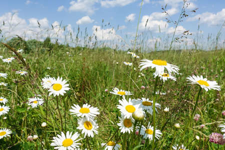 A group of daisies in the meadow. Summer dayの写真素材