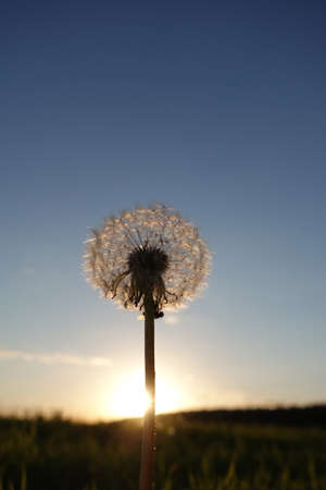 Dandelions in meadow at red sunset. Against the backdrop of the setting sunの写真素材