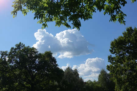blue sky with cloud closeup between treesの写真素材