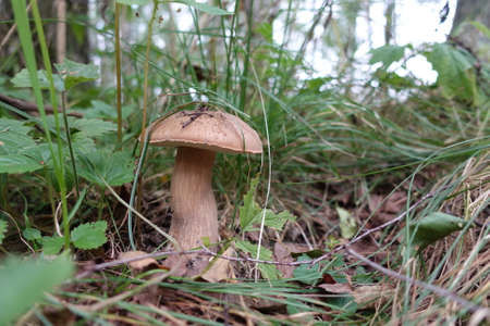 Forest mushrooms. White mushroom grows in the forest. porcini mushroomの写真素材