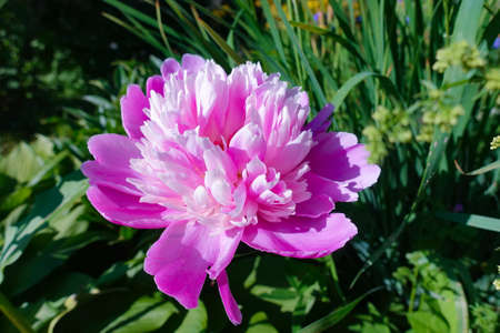 Big beautiful flower aster close-up. Natural backgroundsの写真素材