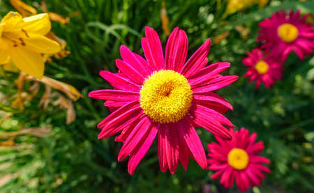 red flower with green buds on blurred backgroundの写真素材