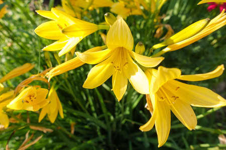 beautiful yellow lilies grow in the gardenの写真素材