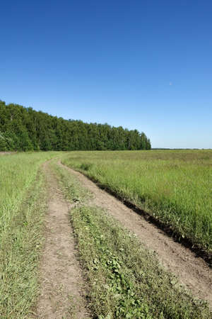 field of grass and perfect blue skyの写真素材