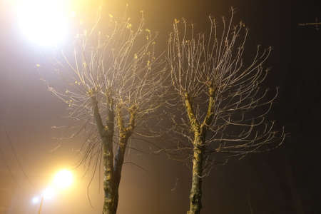 Foggy night in the city. Trees consecrated by a lantern in the fogの写真素材