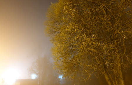 Foggy night in the city. Trees consecrated by a lantern in the fogの写真素材