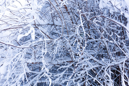 Snowy winter. The branches of the bushes are covered with thick snow. Russiaの写真素材